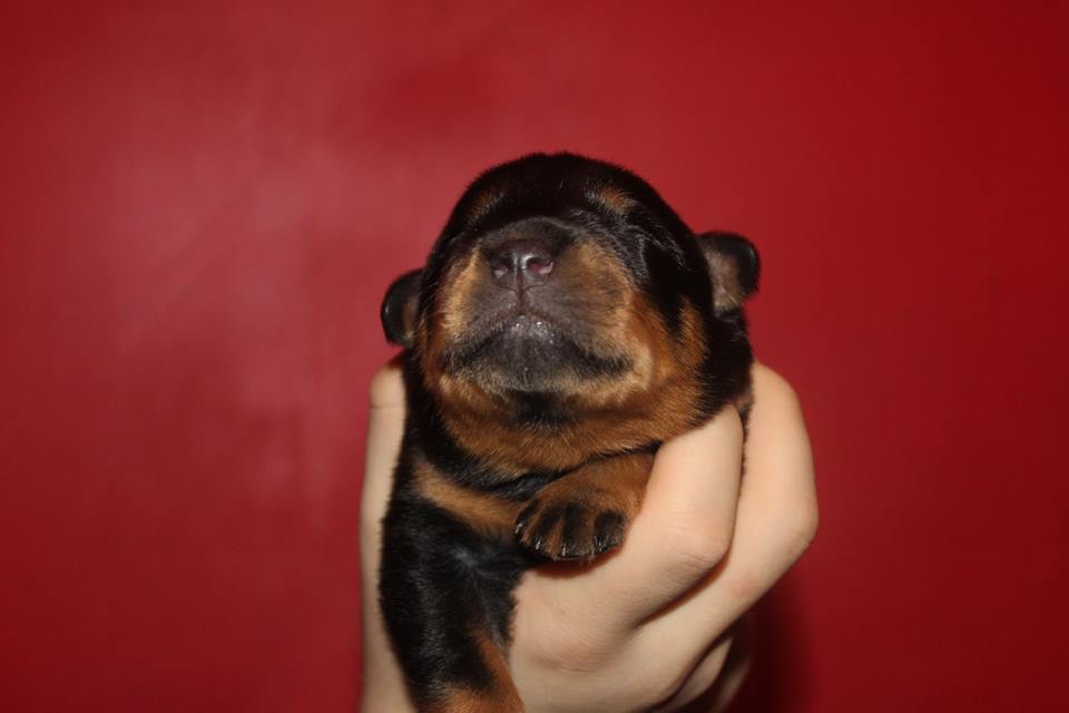 Bütün Köpekler Yüzebilir Mi ?