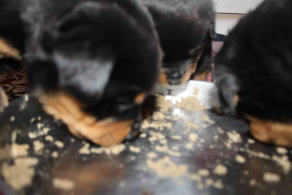 Rottweiler Türkiye Anlatıyor.. Safkan Olması iyi üretilmiş anlamına gelmiyor.