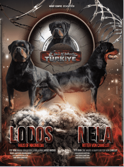 Rottweiler Türkiye Yeni Eşleşmesi