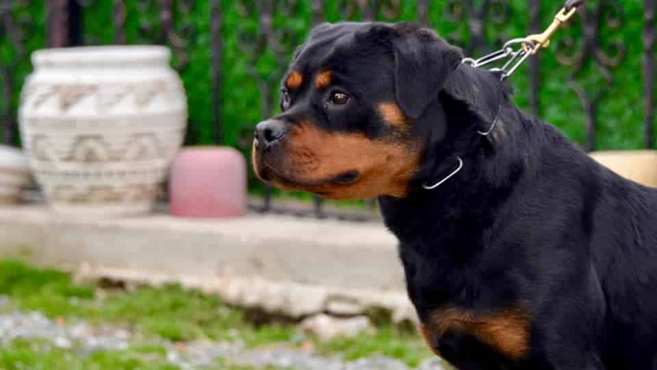 Rottweiler Irk Standardı