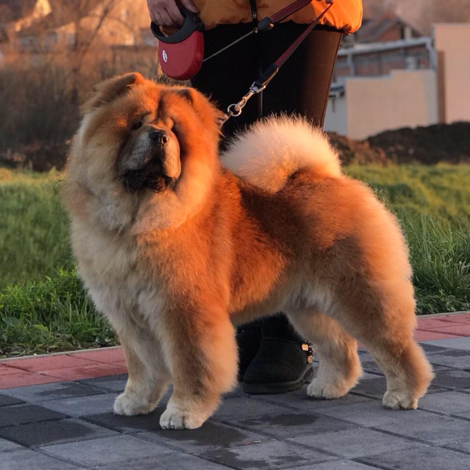 Çin'in Aslanı : Chow Chow