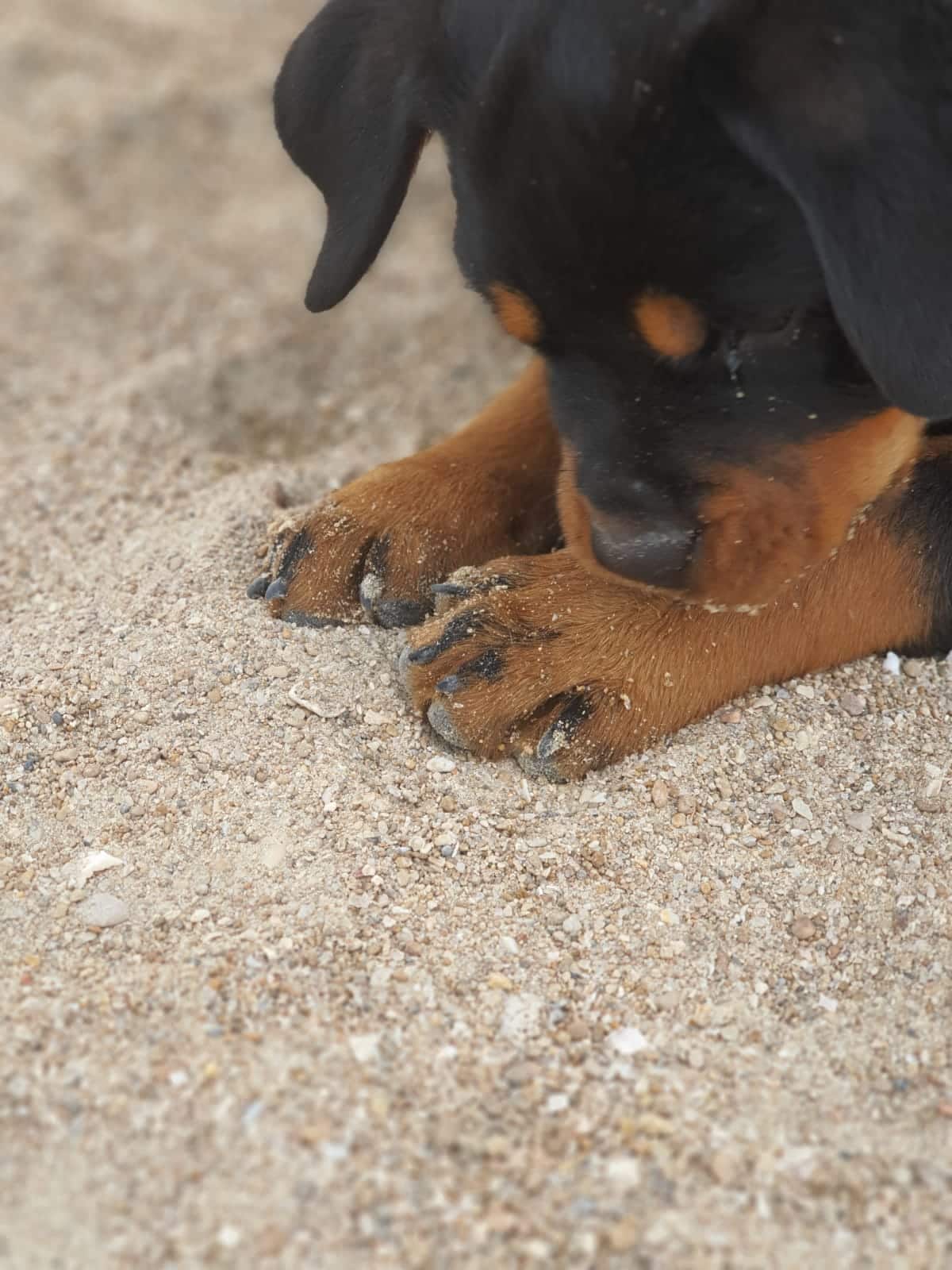 Rottweiler Turkiye anlatımı ile aşı ve önemleri