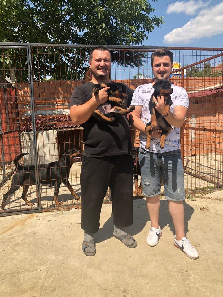 Arwen Haus Of Rottweiler Türkiye