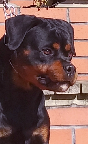 Carlo Ritter Von Camelot
