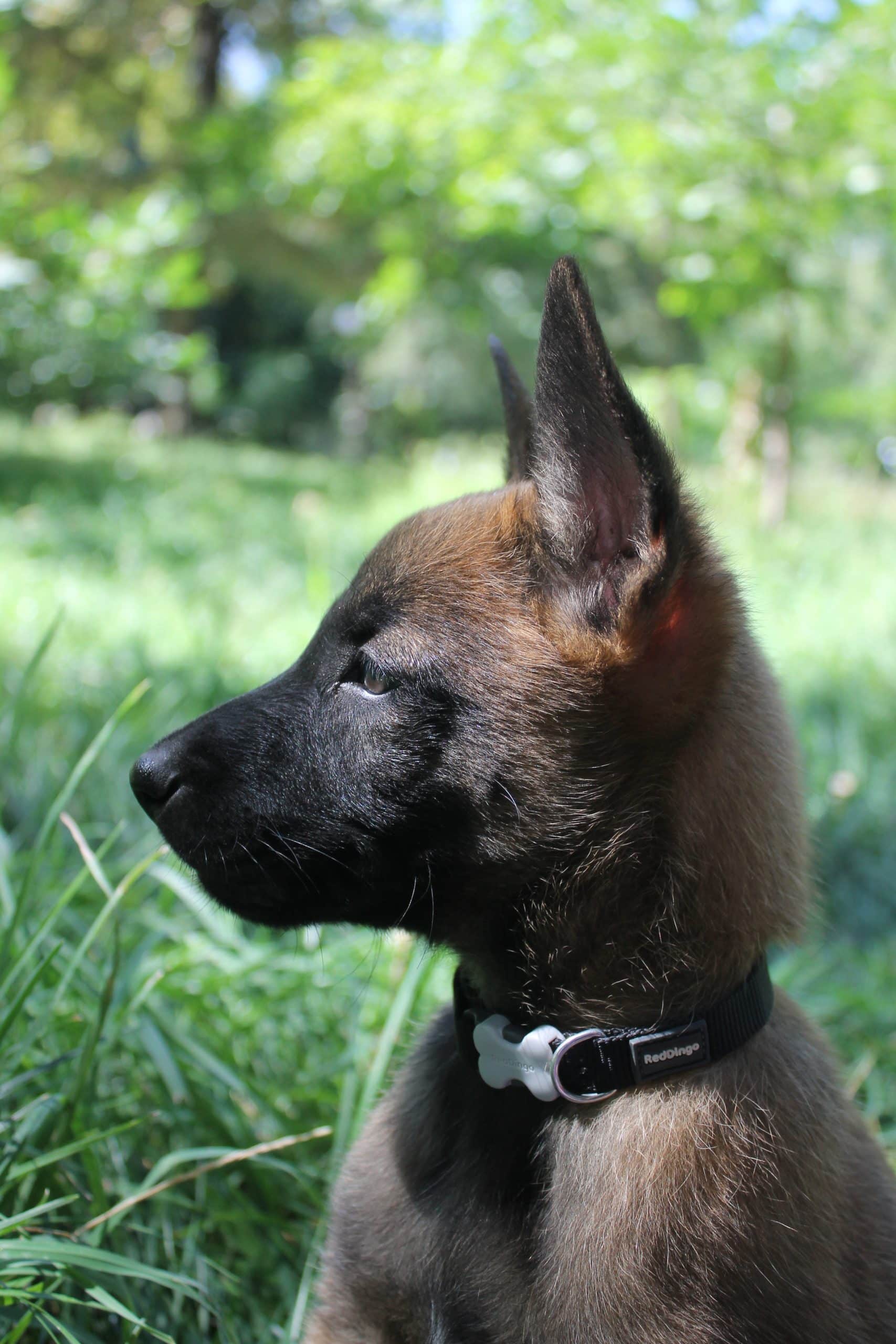 Köpeğinizi Tasmaya Alıştırın !