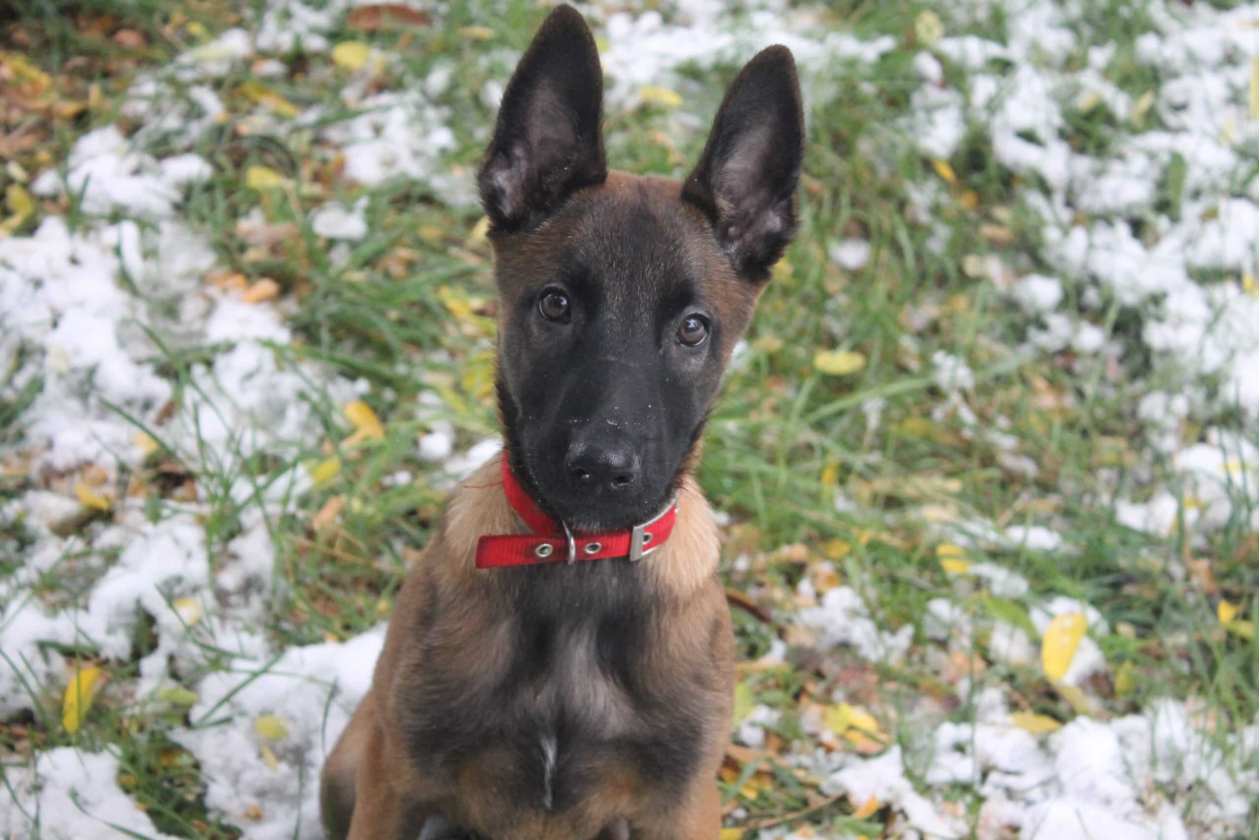 Köpeklerde Tuvalet Eğitimi Nasıl Olur?