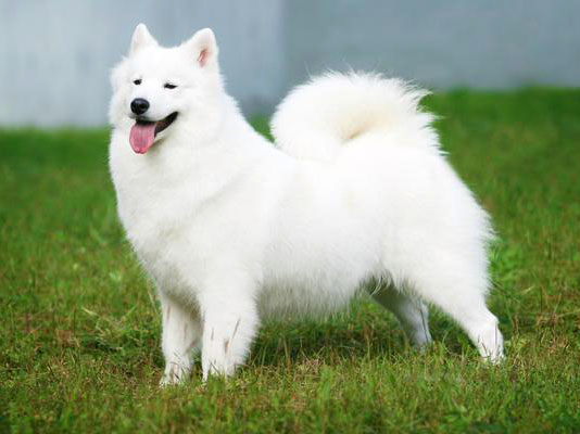 Amerikan Eskimo