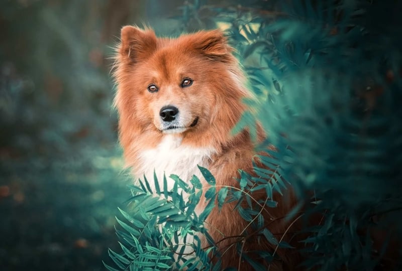 Doğru Köpek Seçimi