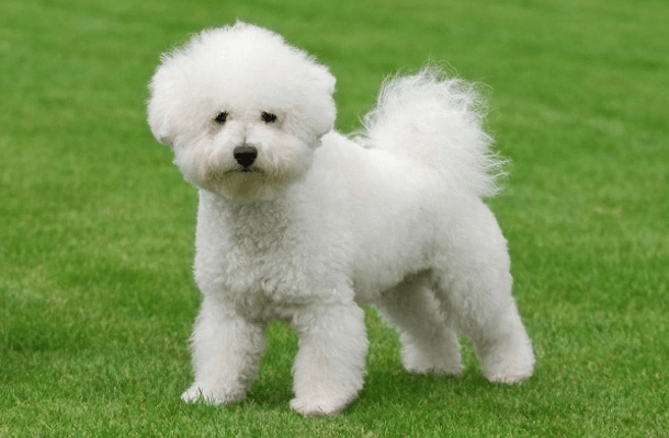 Bichon Frize