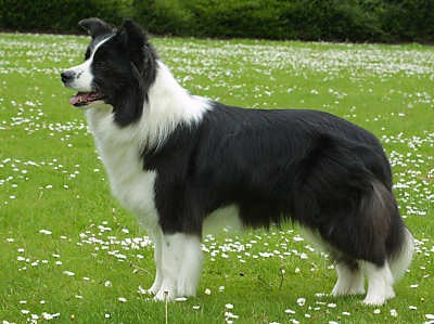 Border Collie