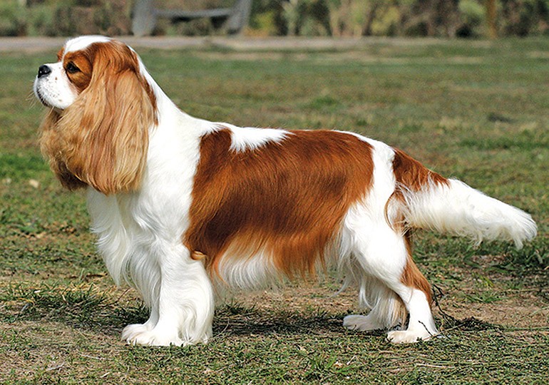 Cavalier King Charles Spaniel