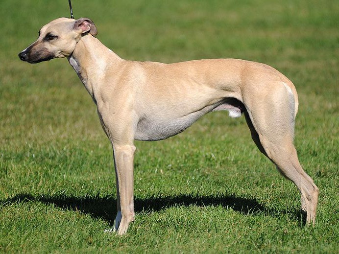Greyhound