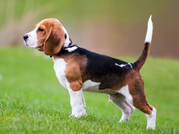 Rottweiler Türkiye anlatımı ile Beagle ırkı