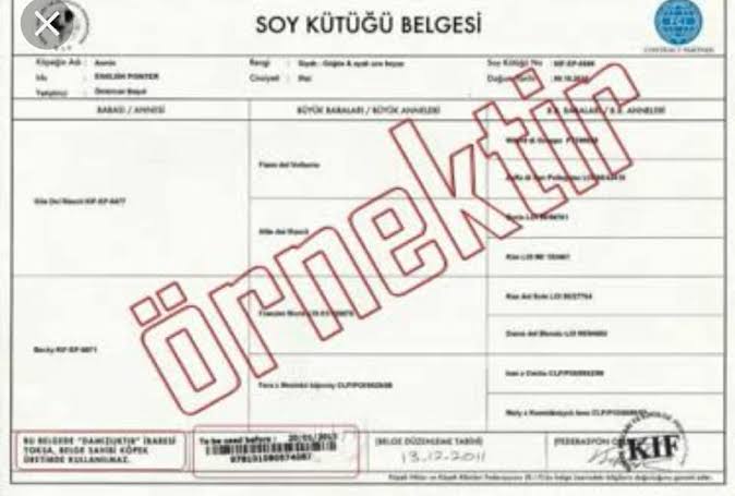 Soy kütüğü belgesi ne demektir?